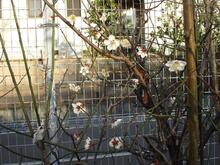 plum flowers picture