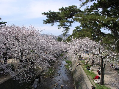 夙川河川敷緑地桜写真