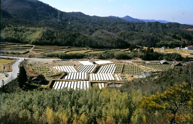 白く輝く寒天干場