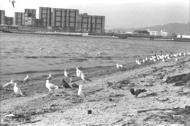 9 野鳥の楽園（昭和57年）