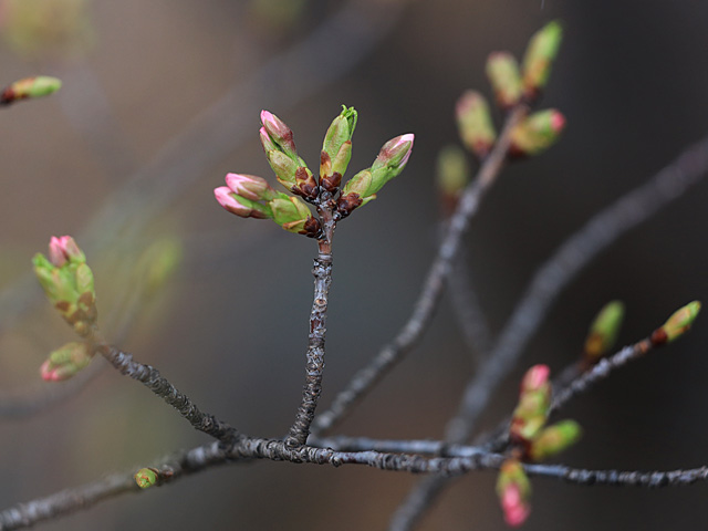 2024年3月21日の桜