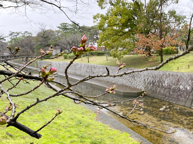 2024年3月24日の桜