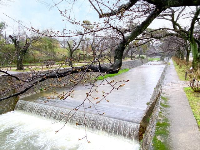 2024年3月26日の桜