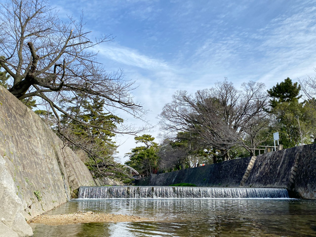 2024年3月28日の桜