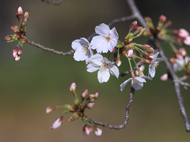 2024年3月30日の桜