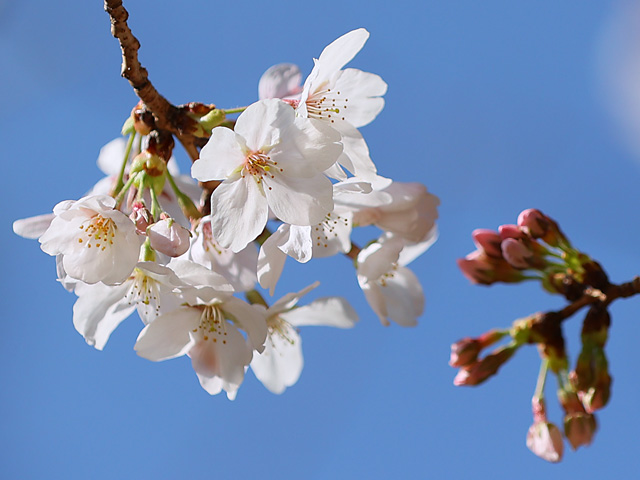 2024年4月1日の桜