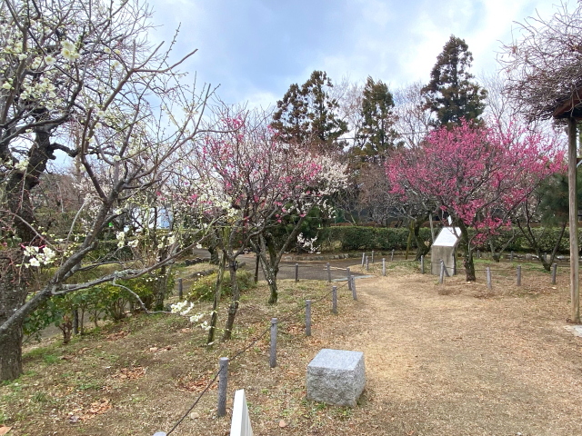 2024年2月1日の梅