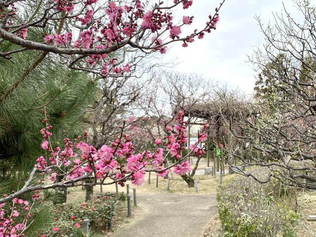 2024年2月3日の梅