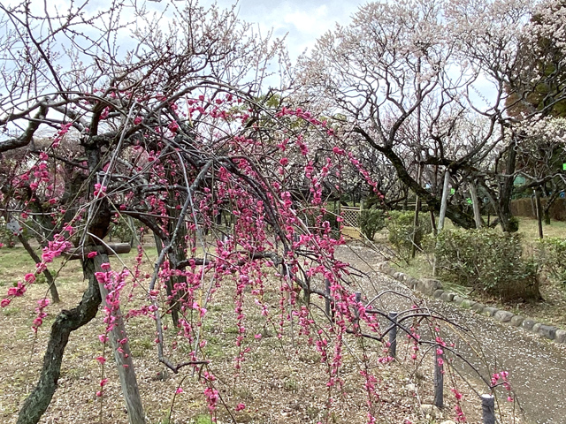 2024年2月16日の梅