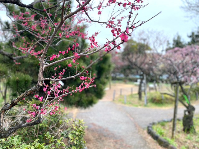 2024年2月21日の梅