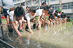 田植え体験