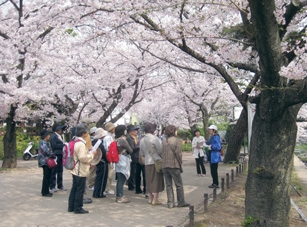 昨年行われた「桜めぐり」の模様