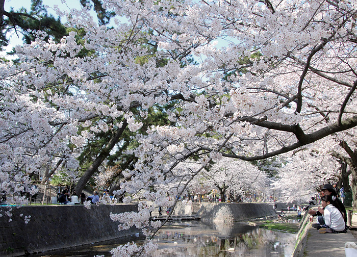 夙川の桜