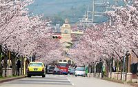 学園花通り