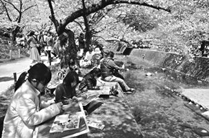 写真：市内の桜