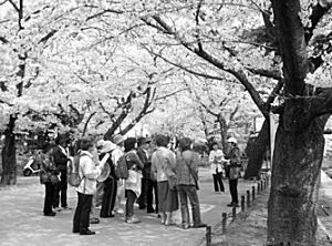 写真：桜めぐり