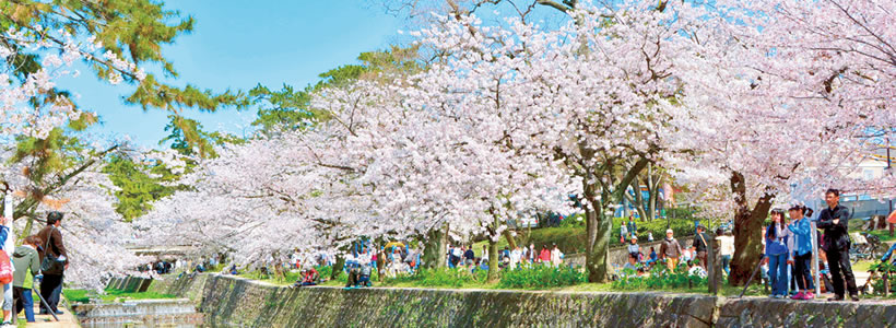 写真：西宮さくら祭の様子