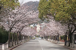 写真：学園花通り