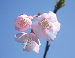 写真：西宮市オリジナルサクラ