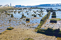 写真：園の外壁と思われる遺構