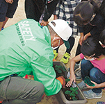 写真：鳴尾イチゴの栽培