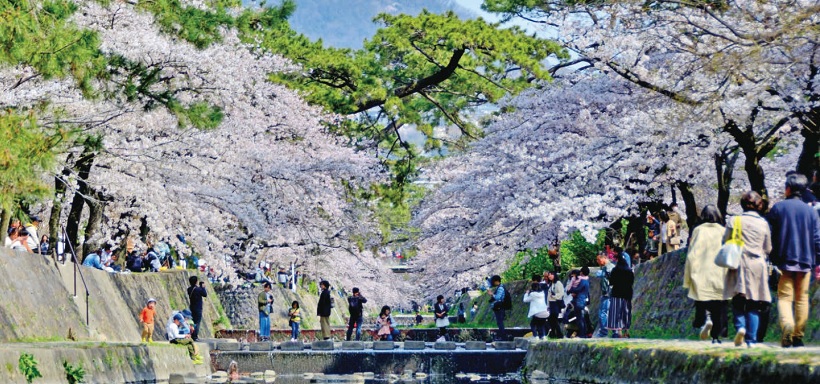 『さくら名所100選』に選ばれた夙川公園のさくら