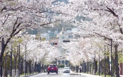 写真：学園花通り（上甲東園）