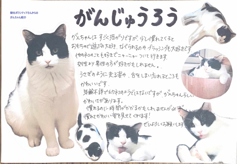 猫436紹介文