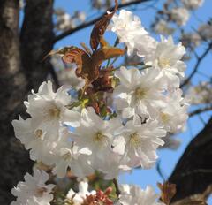 夙川舞桜　花のアップ