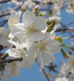 西宮権現平桜　花のアップ