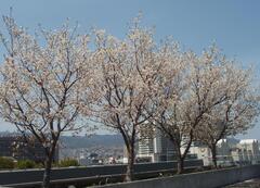 西宮権現平桜　全体