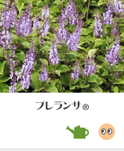 植物生産研究センター・プレランサ（育て方のポイント、ココで見られます！）