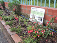 学校の花壇に植栽-サムネイル