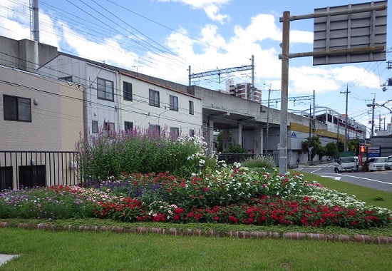 仁辺町ロータリー　サマー・アメジストの花の様子2