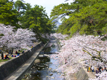 夙川河川敷緑地-サムネイル