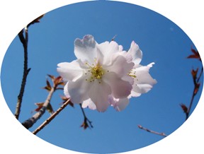 夙川舞桜