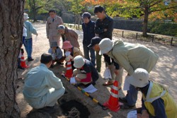 夙川松樹健全化事業の様子1