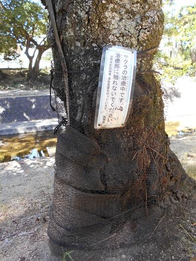 不定根治療にあたってのお願い