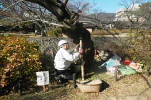 桜治療中