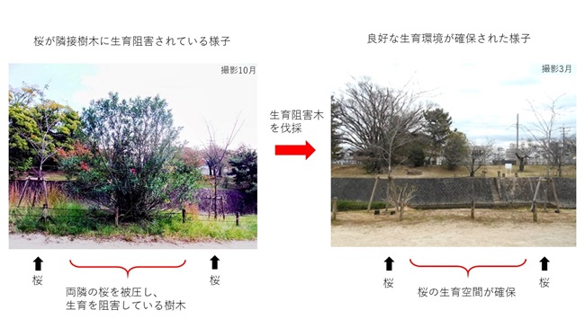 桜の生育阻害となる樹木キョウチクトウ等の撤去