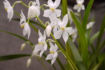 オドントグロッサム・プルケルムの花