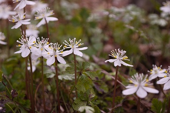 バイカオウレンの花