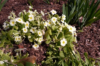 春の花