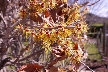 黄色の花