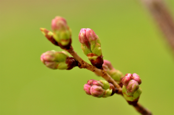 桜のつぼみ　