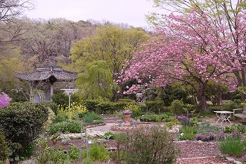 八重桜　関山