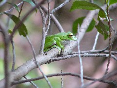 モリアオガエル