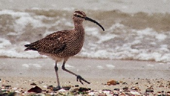 浜辺でえさ探し中のチュウシャクシギ