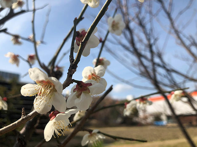 季節のお花