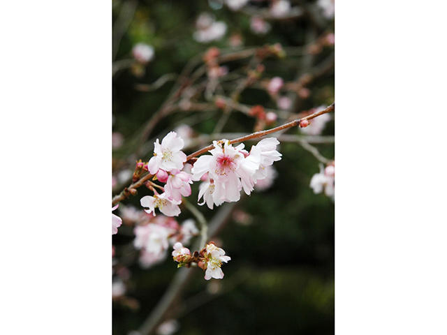 北山山荘